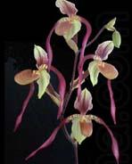 unknow artist Orchis china oil painting image